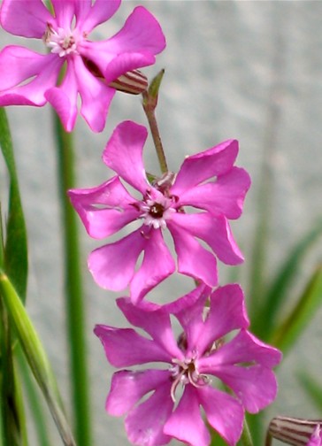 Silene colorata / Silene colorata